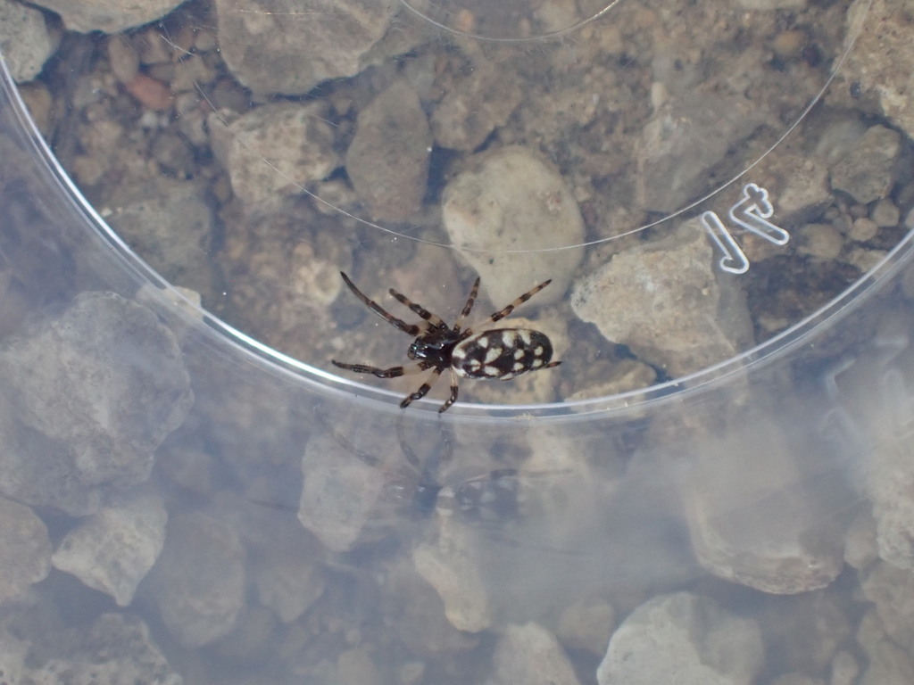 Nemoscolus laurae
