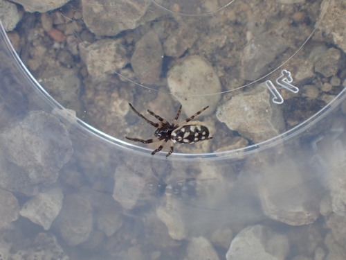 Nemoscolus laurae
