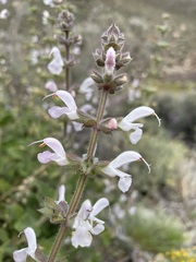 Salvia disermas