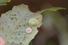 Paracraspis guadaloupensis