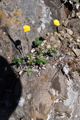 Potentilla arenosa