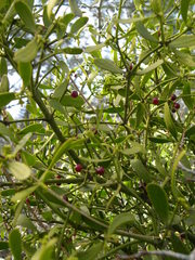 Viscum cruciatum