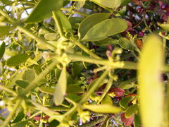 Viscum cruciatum