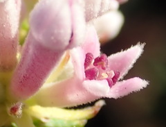 Phylica lachneaeoides