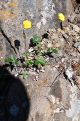 Potentilla arenosa