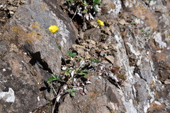Potentilla arenosa