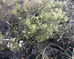 Phylica lachneaeoides