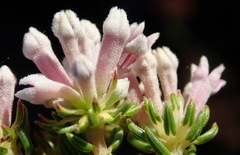 Phylica lachneaeoides