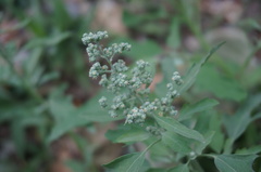 Chenopodium ficifolium