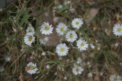 Ixeris chinensis