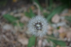 Taraxacum mongolicum