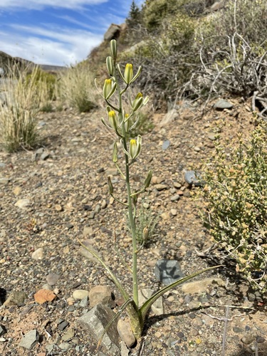 Albuca glandulosa