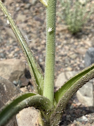 Albuca glandulosa