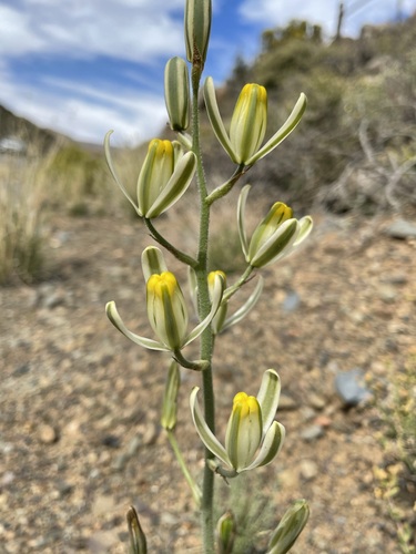 Albuca glandulosa