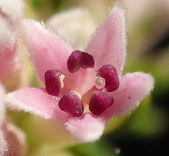Phylica lachneaeoides