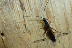 Odontocolon dentipes