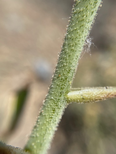 Albuca glandulosa