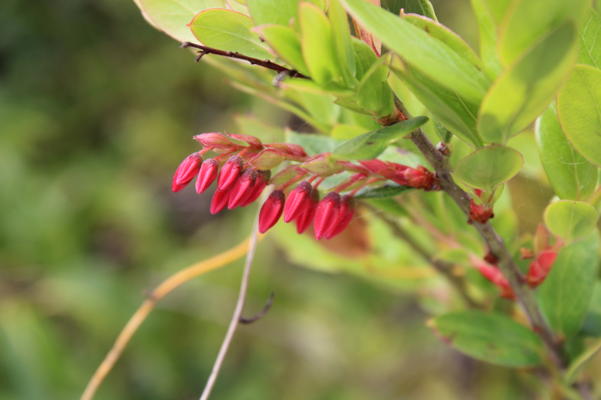 Gaylussacia brasiliensis