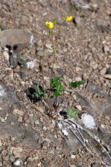 Potentilla × prostrata