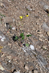 Potentilla × prostrata
