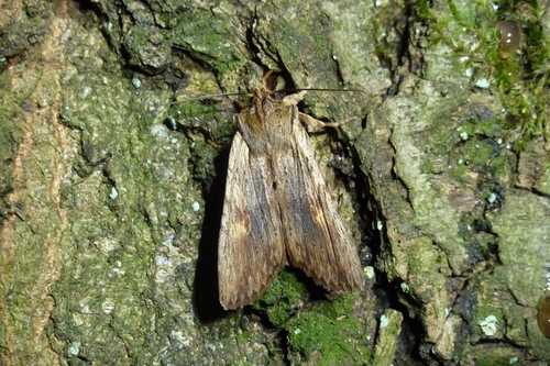Pale Pinion