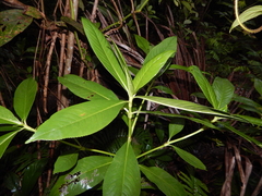 Hedyosmum racemosum
