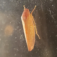 Gyponana gladia