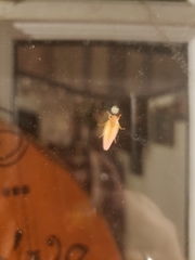Gyponana gladia