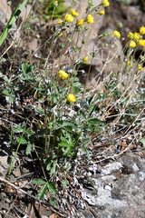 Potentilla × prostrata
