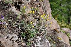 Potentilla × prostrata