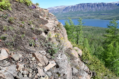 Potentilla × prostrata