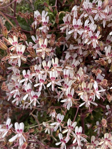 Image of Pelargonium crithmifolium by (c) Matt Berger, some rights reserved (CC BY)