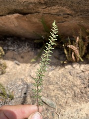 Cheilanthes depauperata