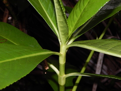 Hedyosmum racemosum