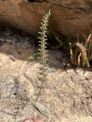Cheilanthes depauperata