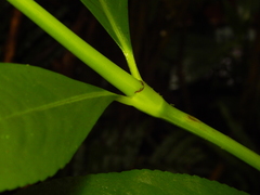 Hedyosmum racemosum