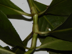 Hedyosmum racemosum