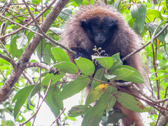 Callicebus nigrifrons