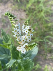 Heliotropium ciliatum