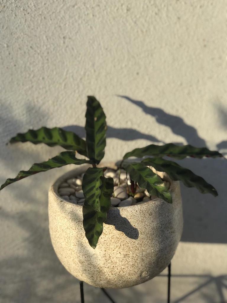 Potted rattlesnake plant showing purple leaf undersides