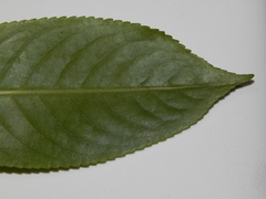 Hedyosmum racemosum