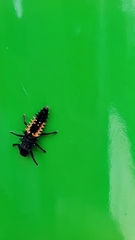 Harmonia axyridis