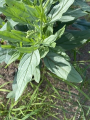 Heliotropium ciliatum