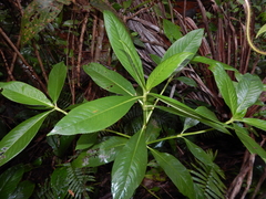 Hedyosmum racemosum
