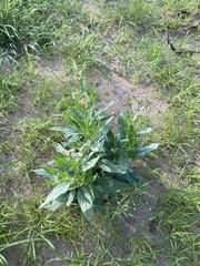 Heliotropium ciliatum