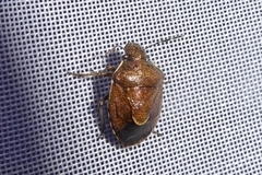 Rubiconia intermedia