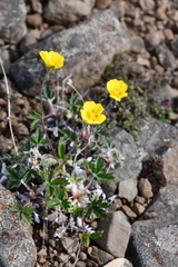 Potentilla × prostrata