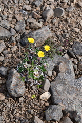 Potentilla × prostrata