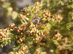 Erica glumiflora