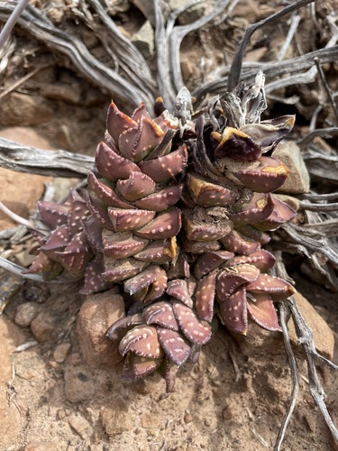 Haworthia bullulata (Jacq.) Parr 3